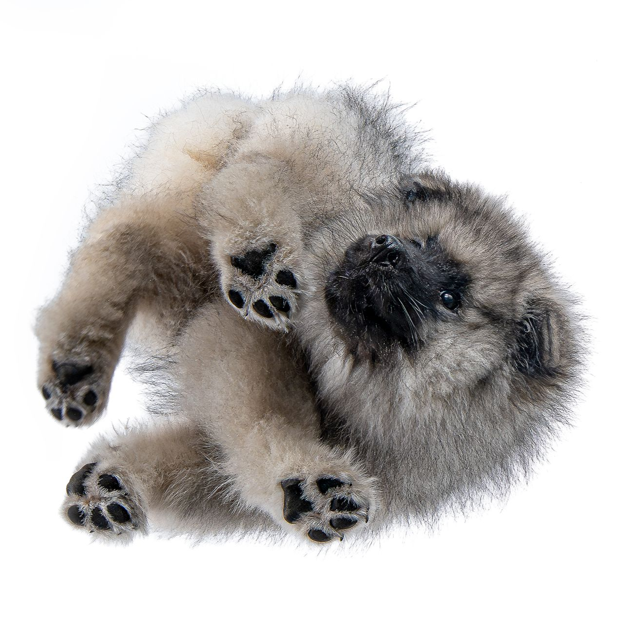 Ausdrucksstarke Hunde fotografie-kuhn