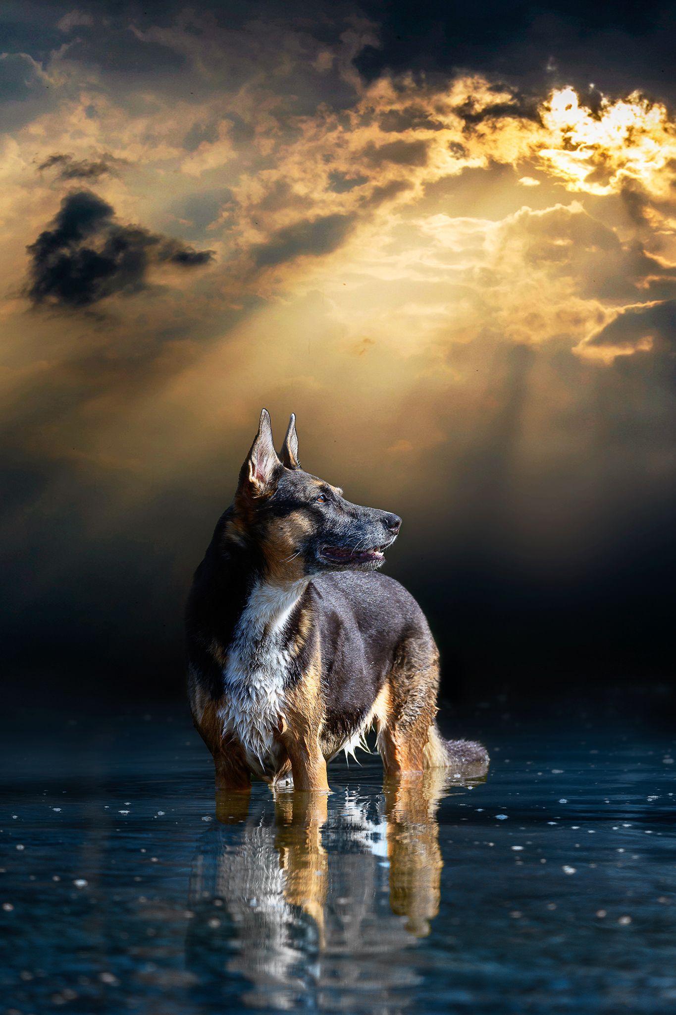 Ausdrucksstarke Hunde fotografie-kuhn