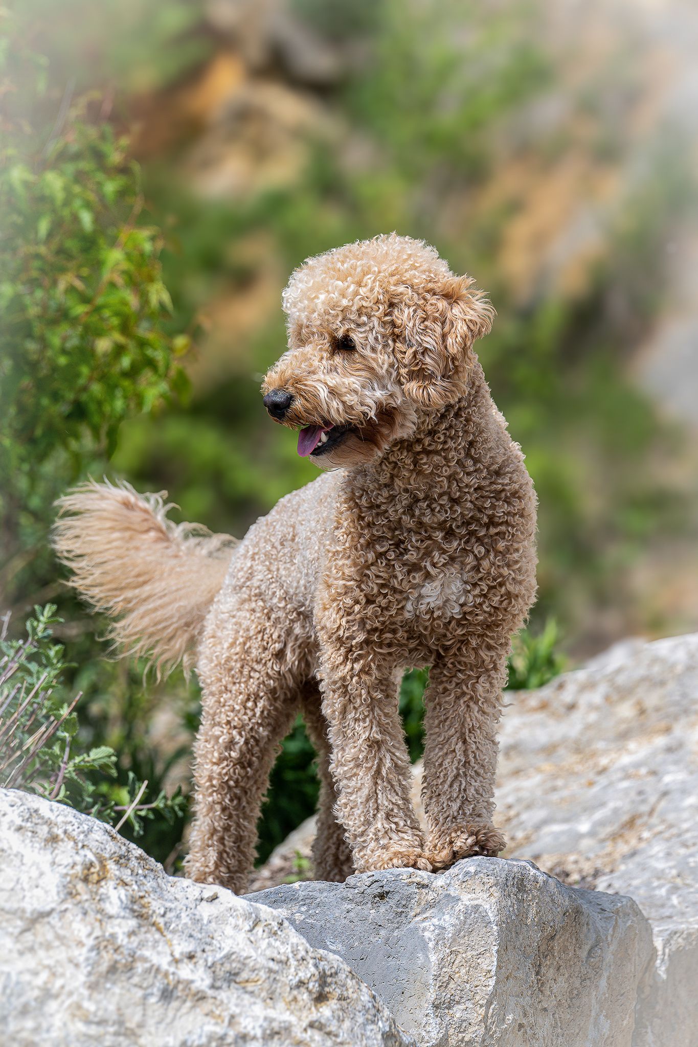 Ausdrucksstarke Hunde fotografie-kuhn