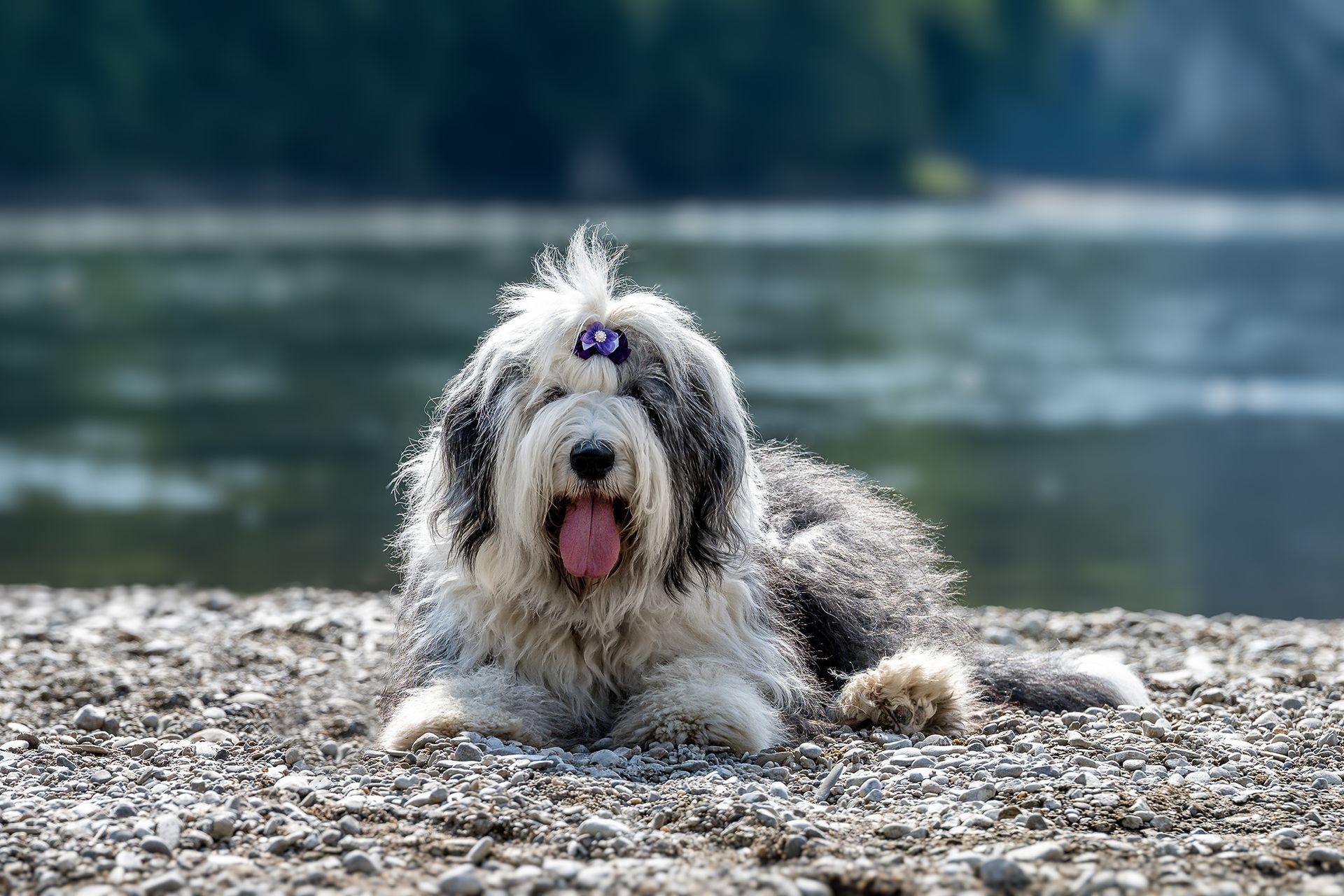 Ausdrucksstarke Hunde fotografie-kuhn