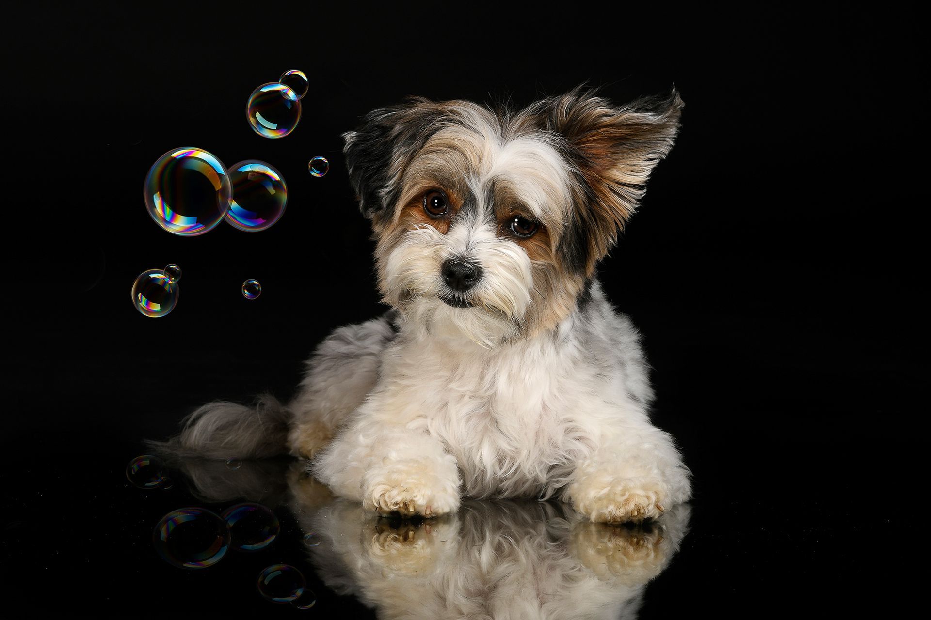 Ausdrucksstarke Hunde fotografie-kuhn