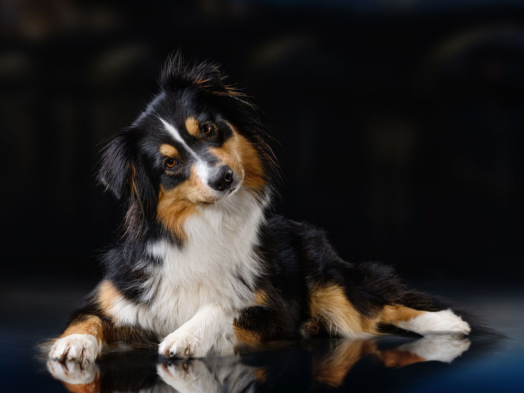 Ausdrucksstarke Hunde fotografie-kuhn