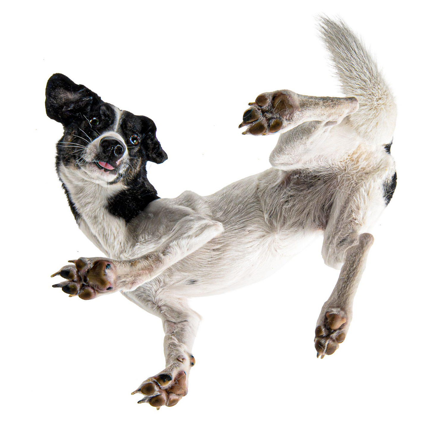 Ausdrucksstarke Hunde fotografie-kuhn