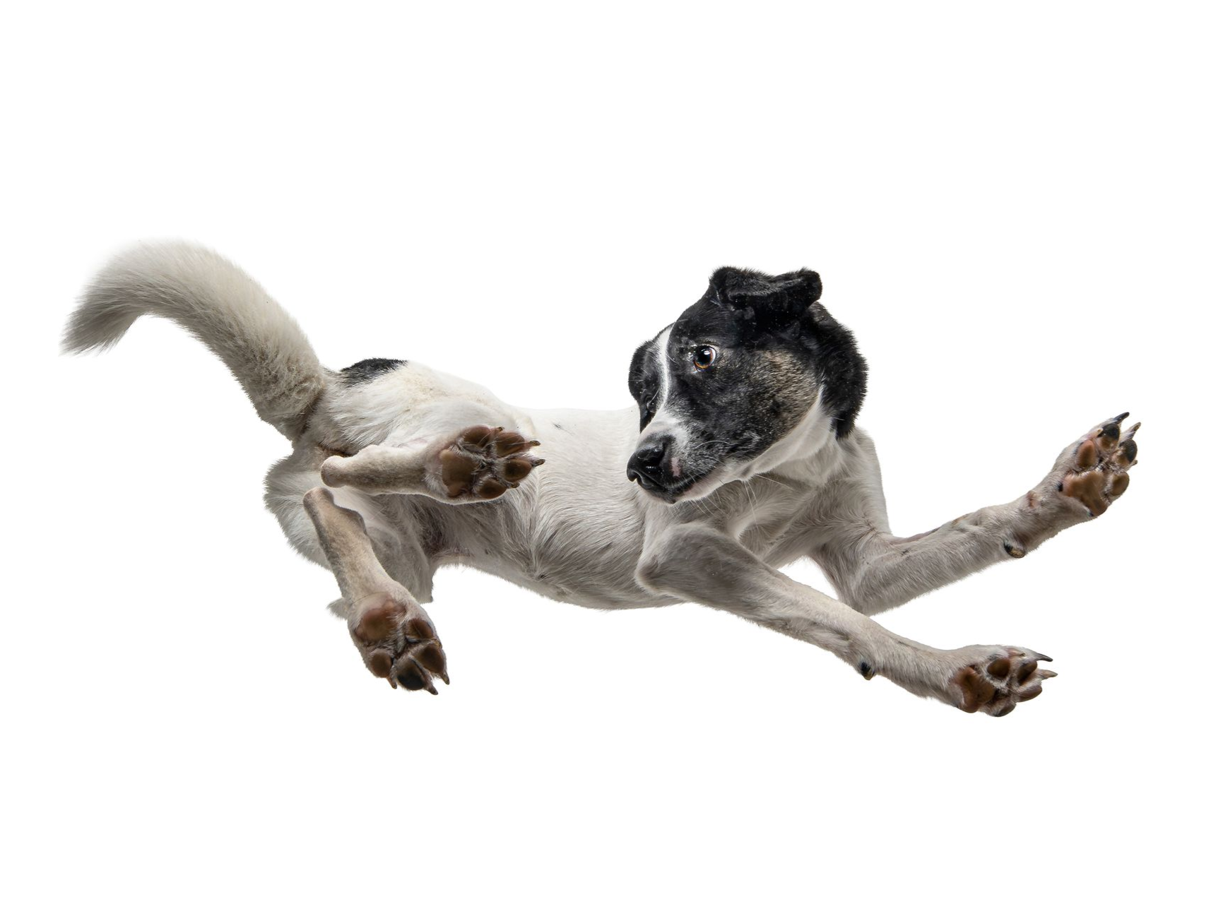 „Weißer Schweizer Schäferhund spielt im Wasser an der Donau bei Kelheim vor mystischer Höhlenlandschaft – kunstvolles Composing von Fotograf Jürgen“