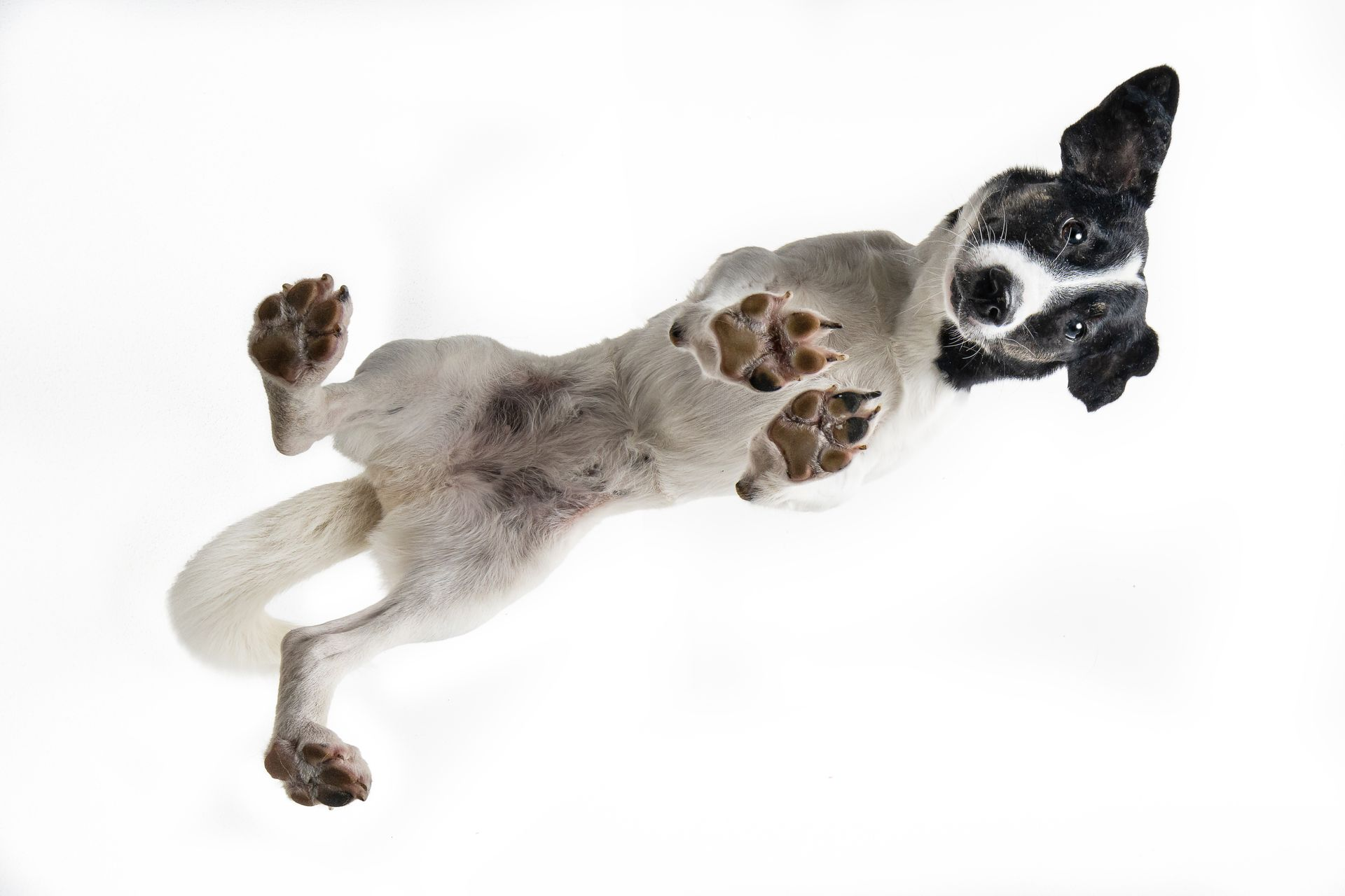 Ausdrucksstarke Hunde fotografie-kuhn