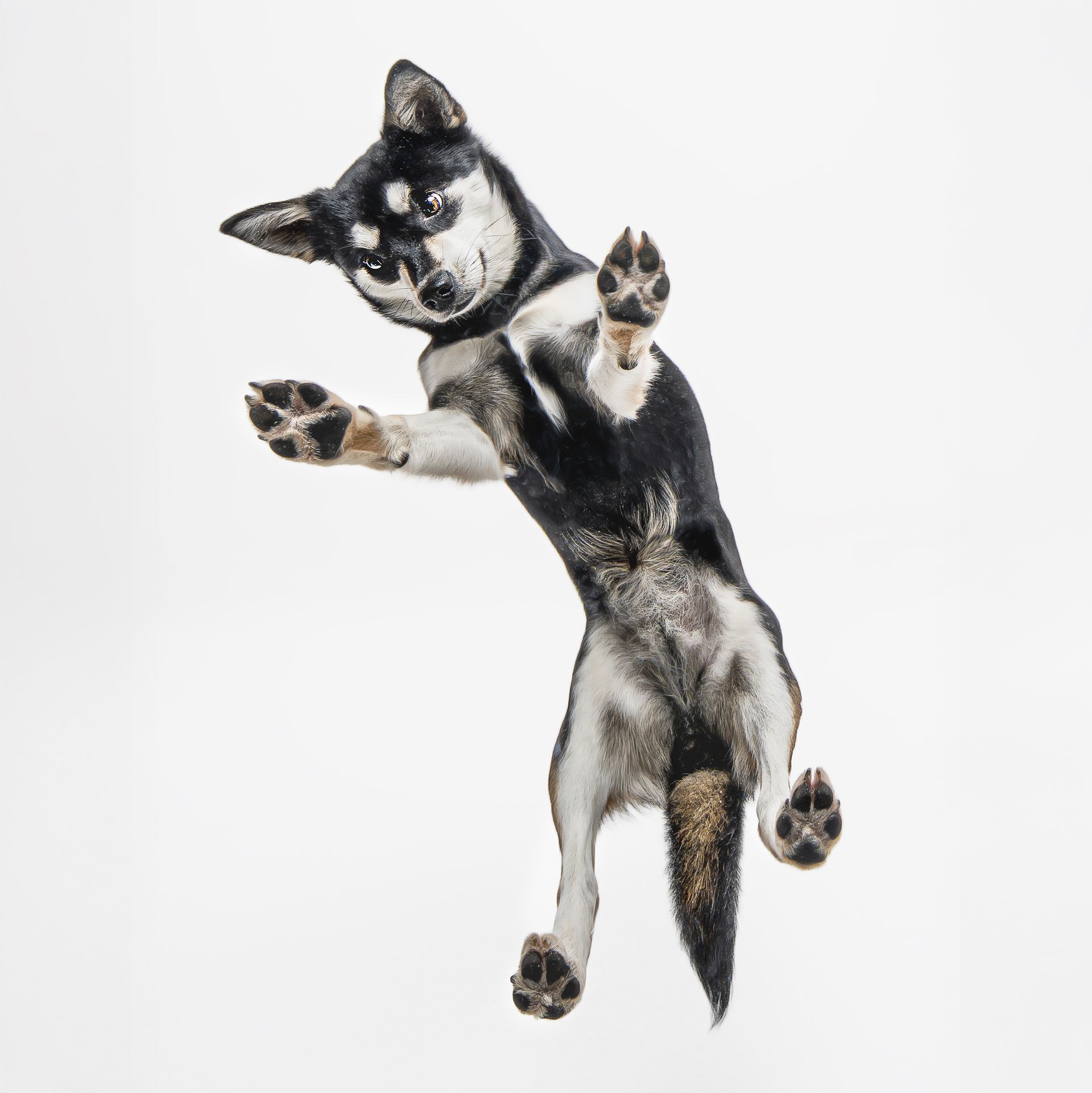 Ausdrucksstarke Hunde fotografie-kuhn