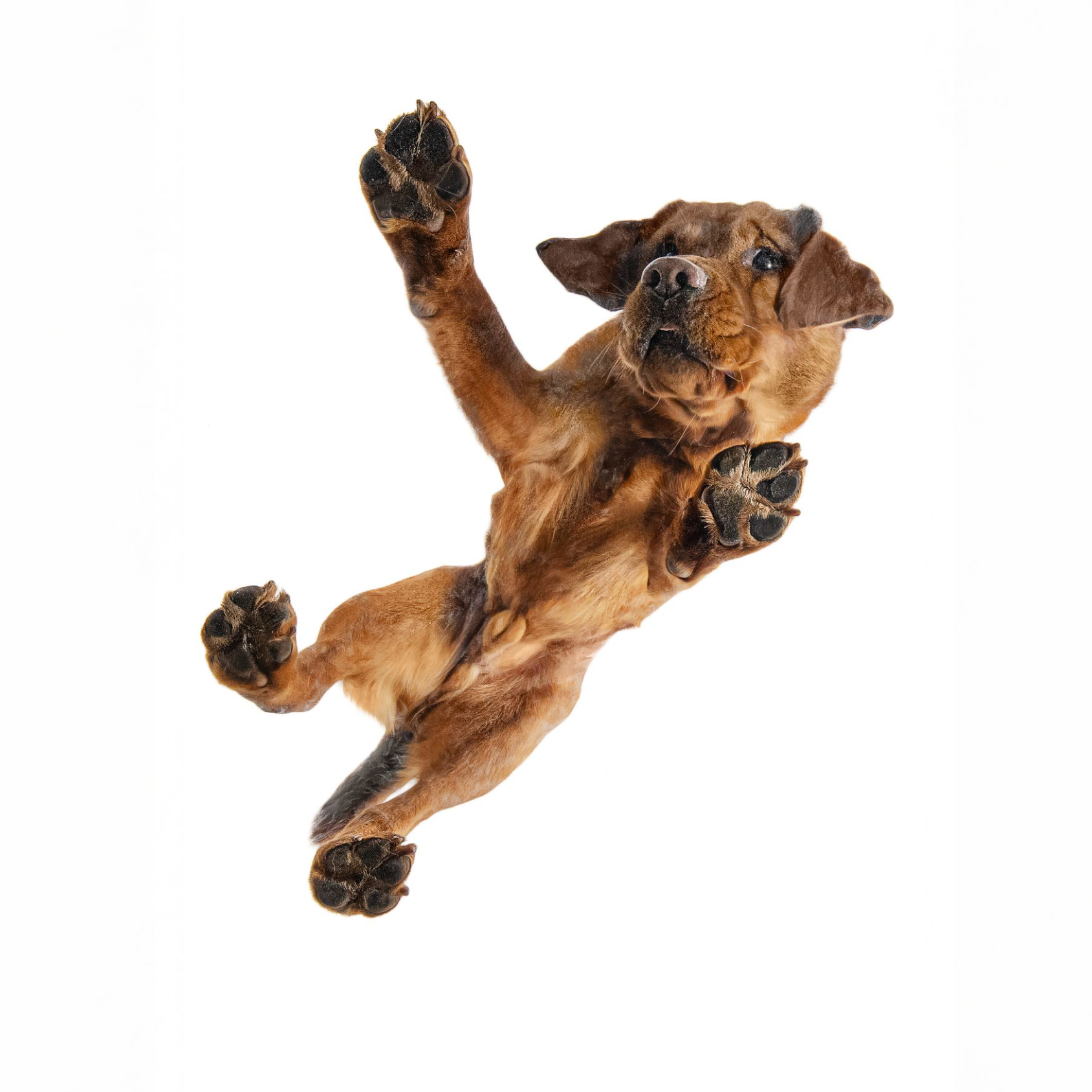 „Hund steht im Wasser und blickt auf den wolkenverhangenen Himmel, durch den Sonnenstrahlen brechen – Hundefotoshooting in natürlicher Kulisse“