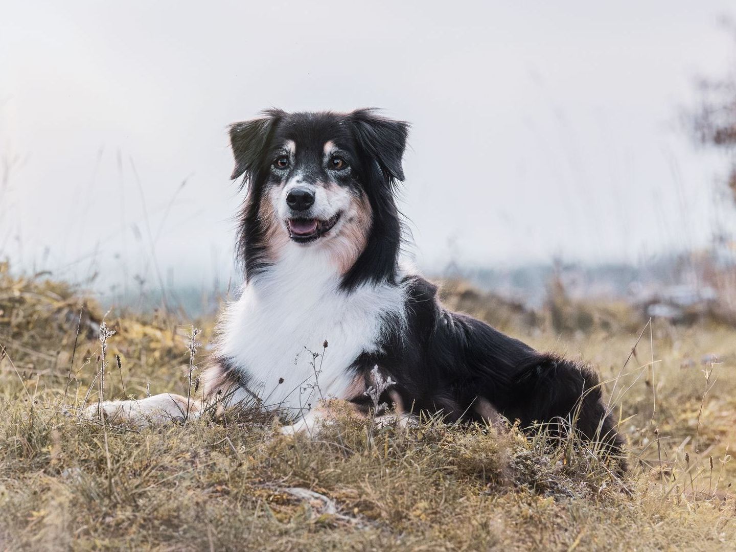 Ausdrucksstarke Hunde fotografie-kuhn