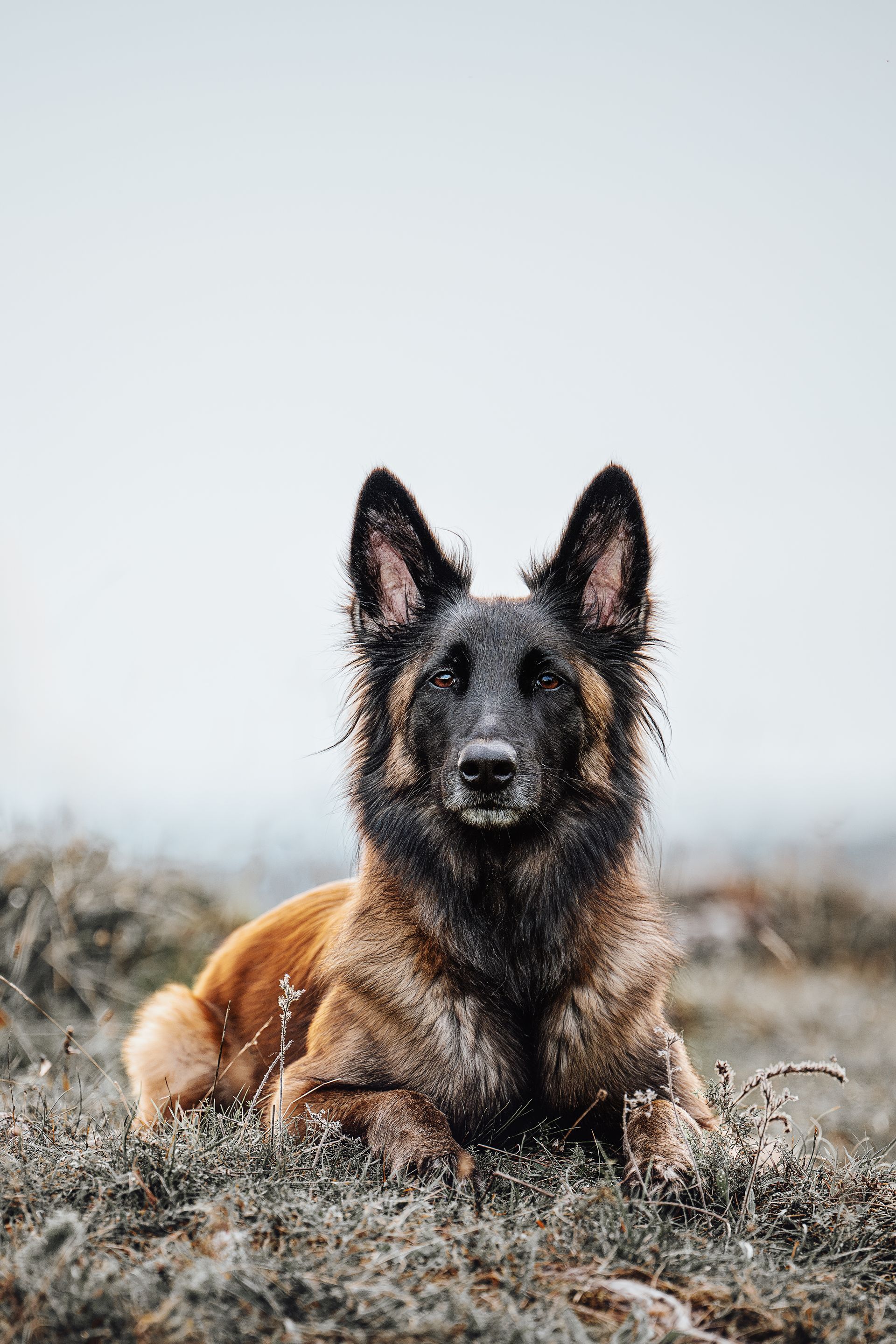 Ausdrucksstarke Hunde fotografie-kuhn