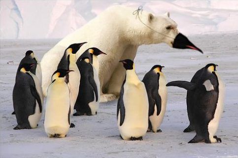 Seminare zum Wesentlichen - Bild Pinguine und Eisbär - Entwicklung - Verwicklung - Wie Schicksal wirkt und Einsicht heilt