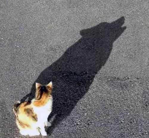 Schatten - Schattenarbeit - Katze - Wolf. Der Ruf