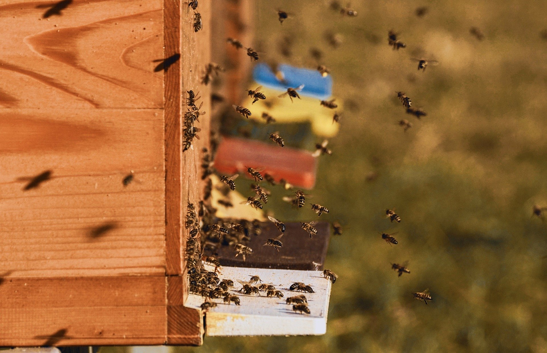 Honigbienen, Wildinsekten, Wildbienen, Bienengesundheit