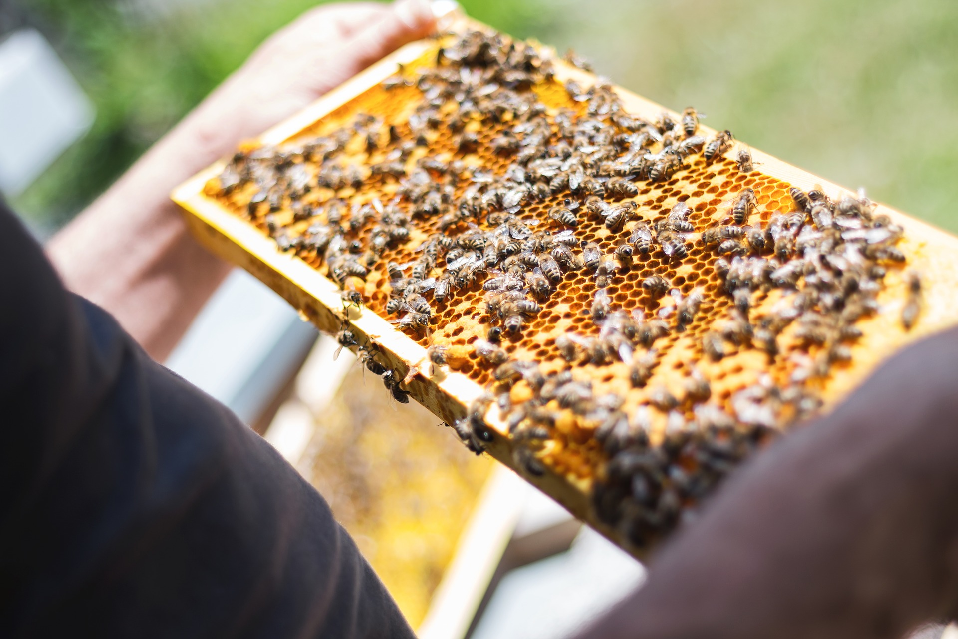 Honigbienen, Wildinsekten, Wildbienen, Bienengesundheit, Honig, Echter Deutscher Honig, Nachwuchsförderung