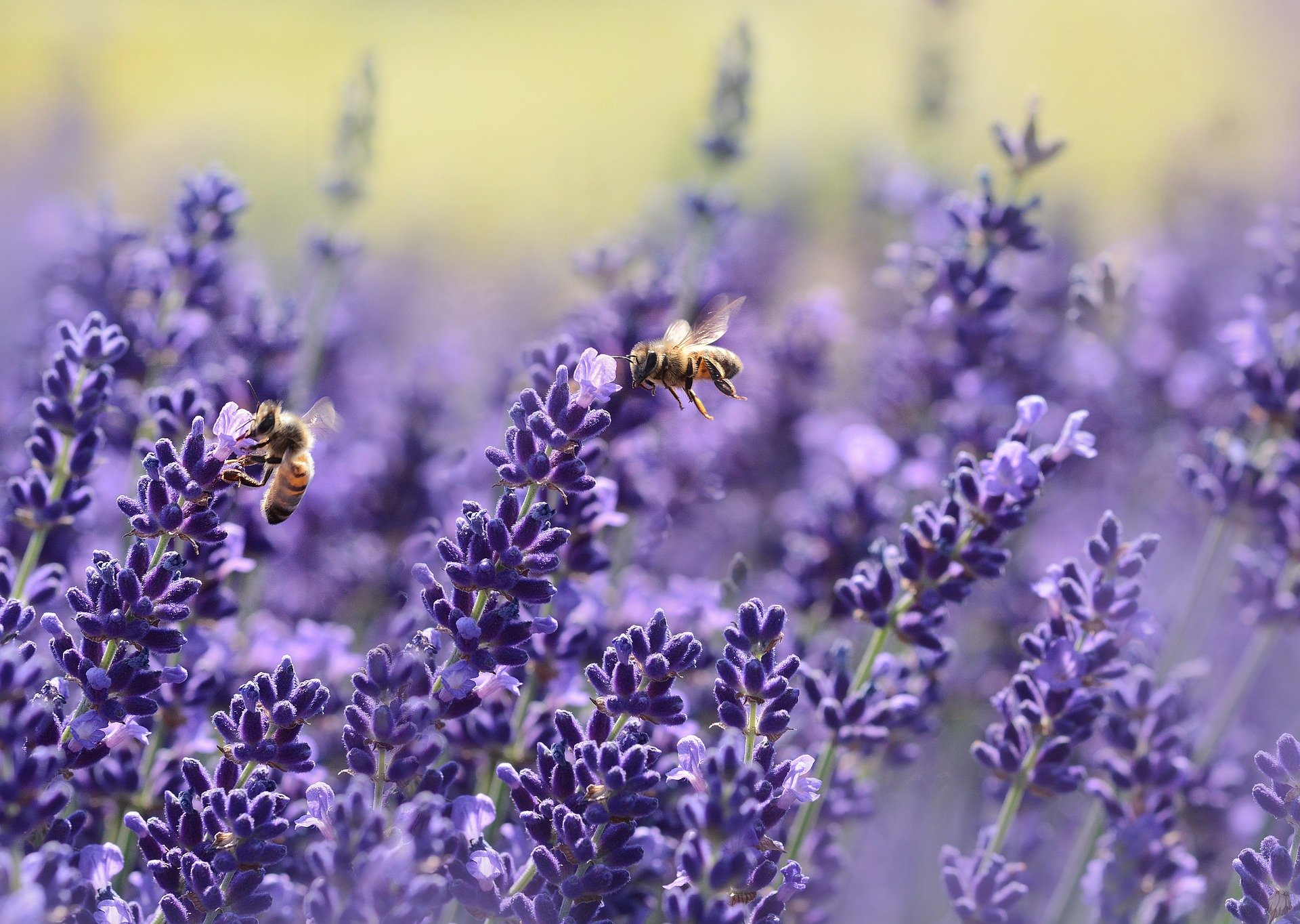 Honigbienen, Wildinsekten, Wildbienen