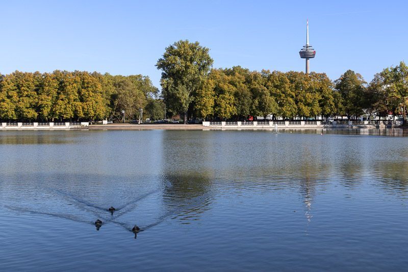 Der Aachener Weiher ist eine beliebte grüne Ecke in Köln Auf dem Aachener Weiher in Köln schwimmen drei Nilgänse.