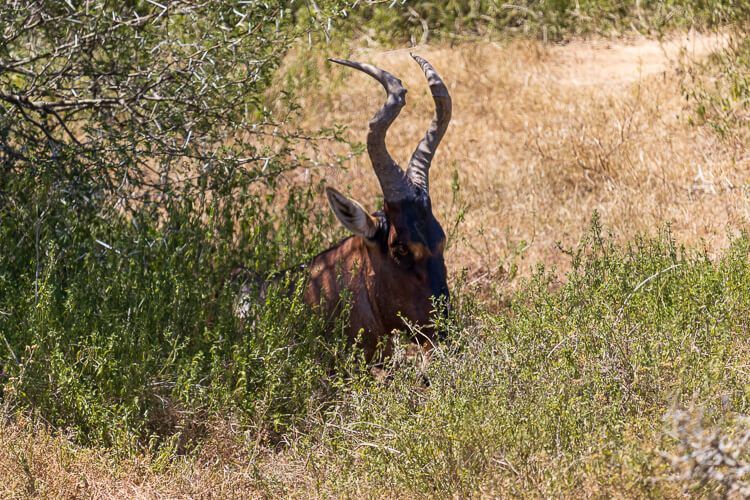 Mittagspause für diese Antilope. Eine Antilope liegt während der Mittagshitze im Schatten der Büsche im Addo Elefanten Nationalpark.