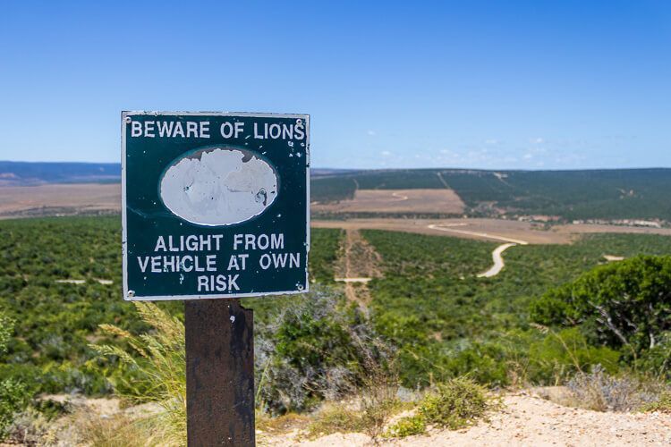 Verlassen des Fahrzeuges an diesem Aussichtspunkt auf eigene Gefahr. Ein Aussichtspunkt im Addo Elephant Park mit einem Hinweisschild, das vor Löwen warnt.