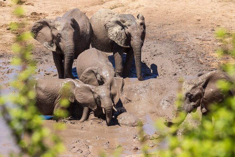 Eines der Wasserlöcher im Addo. Oberhalb dessen darf der Besucher aussteigen und in die tiefergelegene Ebene schauen. Sechs Elefanten an einem schlammigen Wasserloch im Addo Elefanten Nationalpark.