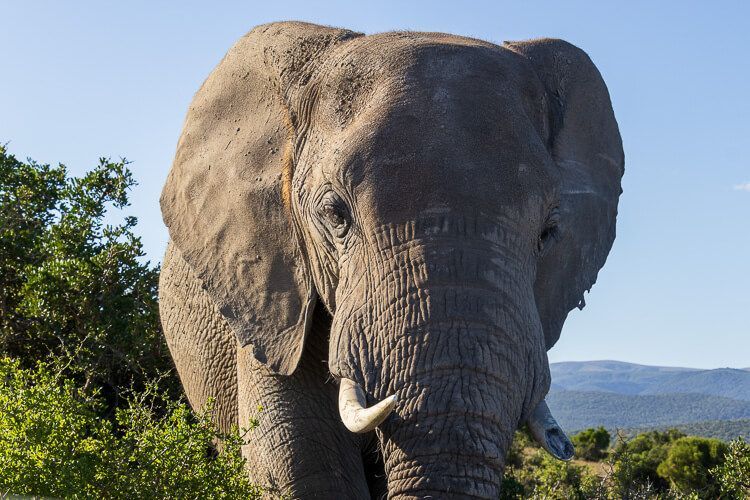 Der Namensgeber des Addo Elephant Nationalpark so nah! Elefanten in Nahaufnahme frontal abgebildet.
