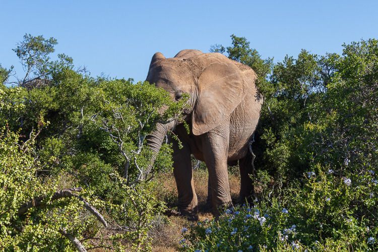 Elefant am Straßenrand lässt sich von uns nicht stören. Ein Elefant am Straßenrand frisst von den Büschen und Sträuchern.