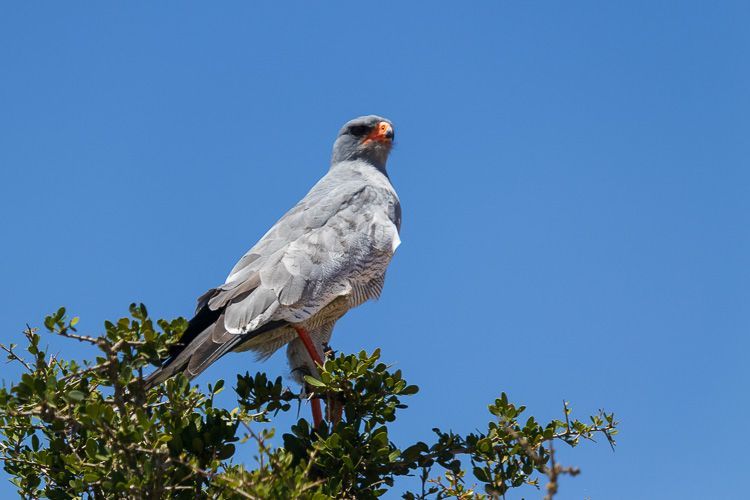 Im Addo finden sich Hunderte Vogelarten. Dazu gehört auch dieser Greifvogel. Ein Greifvogel sitzt auf der Spitze eines Busches vor blauem Himmel im Addo Elephant Park.