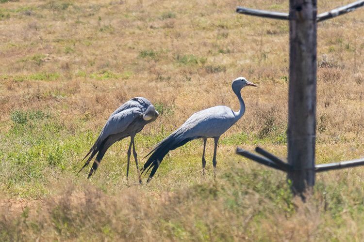 Paradieskraniche, die Nationalvögel Südafrikas gelten. Zwei Paradieskraniche, einer putzt sich gerade.