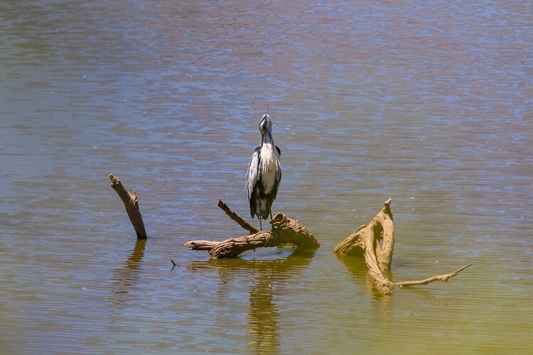 Reiher am Wasserloch und putzt sich. Eine Reiherart sitzt auf einem Baumstamm in einem Wasserloch und putzt sich.
