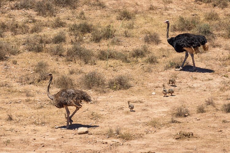 Straußenfamilie mit Küken. Eine Straußenfamilie mit mehreren Küken läuft durch den Addo Elephant Nationalpark.