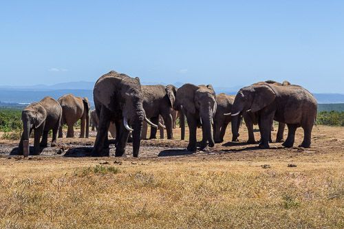 Eine Elefantenherde steht im Addo Elephant Nationalpark in der Mittagshitze an einem Wasserloch.