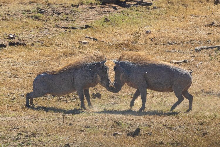 Zwei Eber, die sich Kräfte messen. Zwei Wildschwein-Eber kämpfen mit aufgestellten Borsten miteinander und verkeilen die Hauer ineinander.