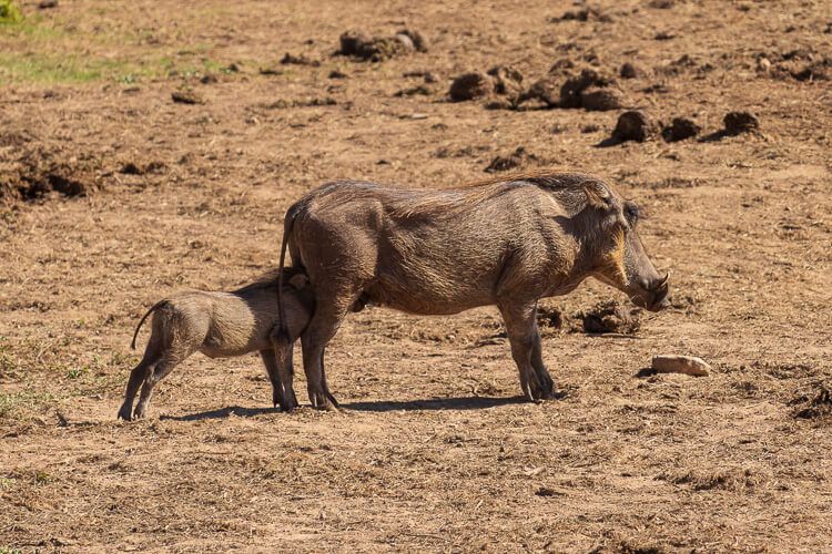 Eine Warzenschweinmutter säugt ihr Ferkel Eine Warzenschweinmutter säugt ihr Ferkel im Addo Elephant Park.