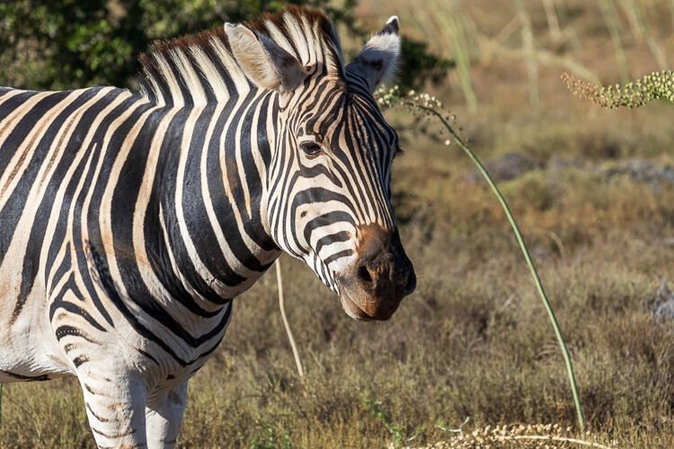 Ein Zebra in Nahaufnahme.