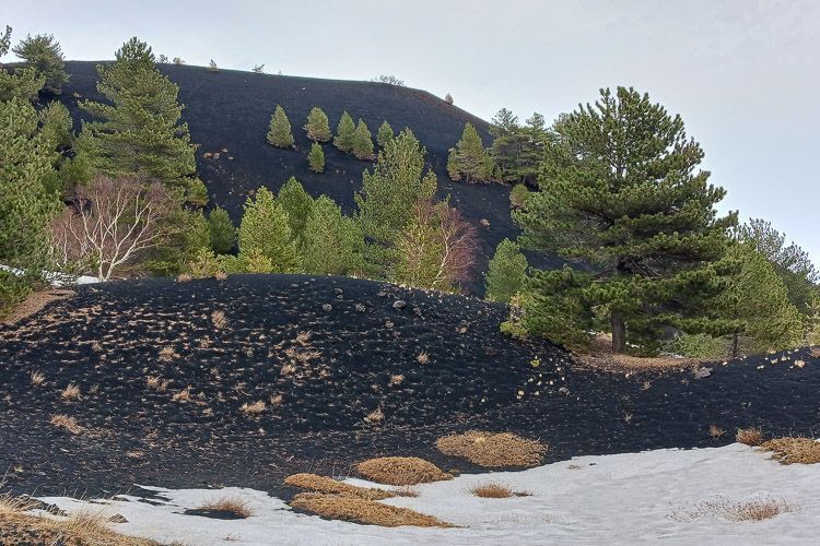 Krasse Farbkontraste auf der Nordseite des Ätna Aus dem Ascheboden auf dem Ätna wachsen grüne Bäume, was einen starken Farbkontrast schafft.