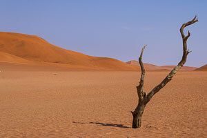 Ein toter Kameldornbaum steht im orangenen Sand von Sossusvlei.