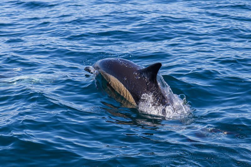 Delfintouren werden überall an der Algarve angeboten. Bei einer Delfintour gleitet ein Delfin elegant durchs Wasser.