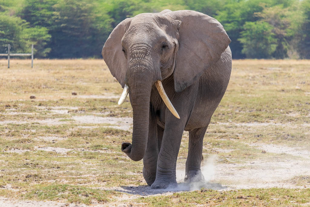 Elefant namens Angelina Elefantendame aus dem Amboseli Nationalpark zeichnet sich durch schiefe Stoßzähne aus.