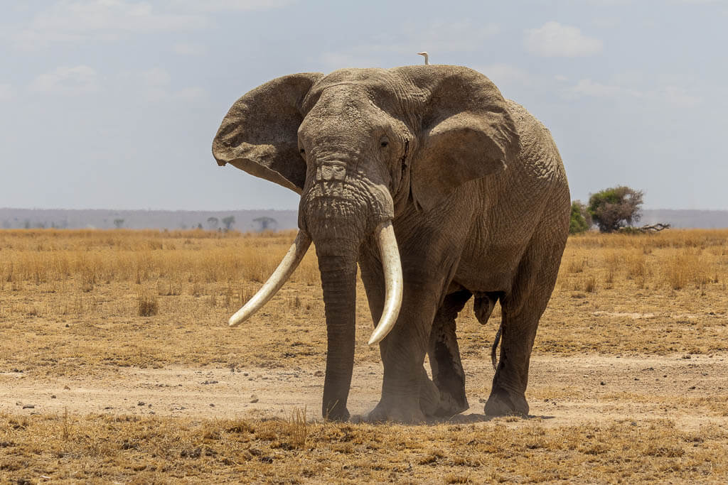Mächtiger Elefantenbulle während einer Safari in Amboseli Big Tusker läuft allein durch den Amboseli Nationalpark, auf seinem Rücken sitzt ein Vogel.