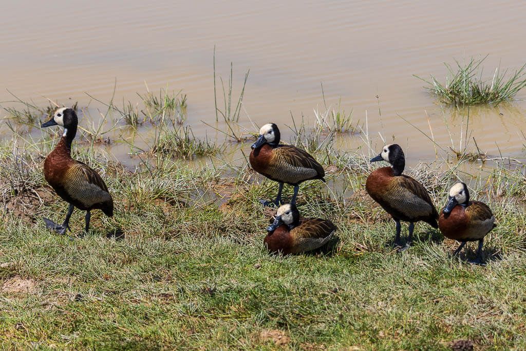 Kurze Pause für diese hübschen Enten Fünf Enten am Ufer des Lake Amboseli.