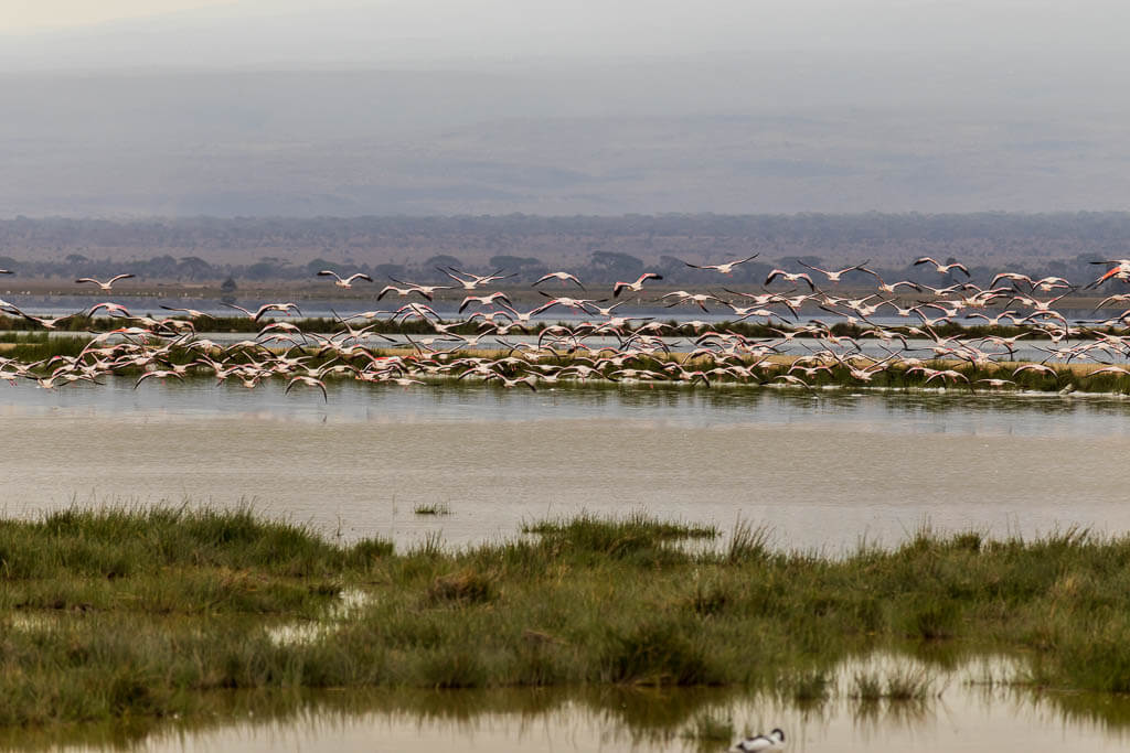 Man muss Flamingos fliegen sehen ... Hunderte Flamingos fliegen über einen See im Amboseli Nationalpark.