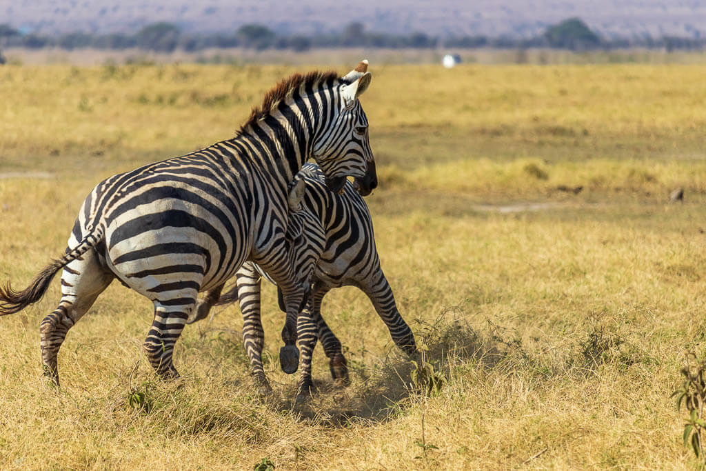 Zwei Zebrahengste kämpfen gegeneinander Kämpfende Zebrahengste bei einer Safari im Amboseli Nationalpark.