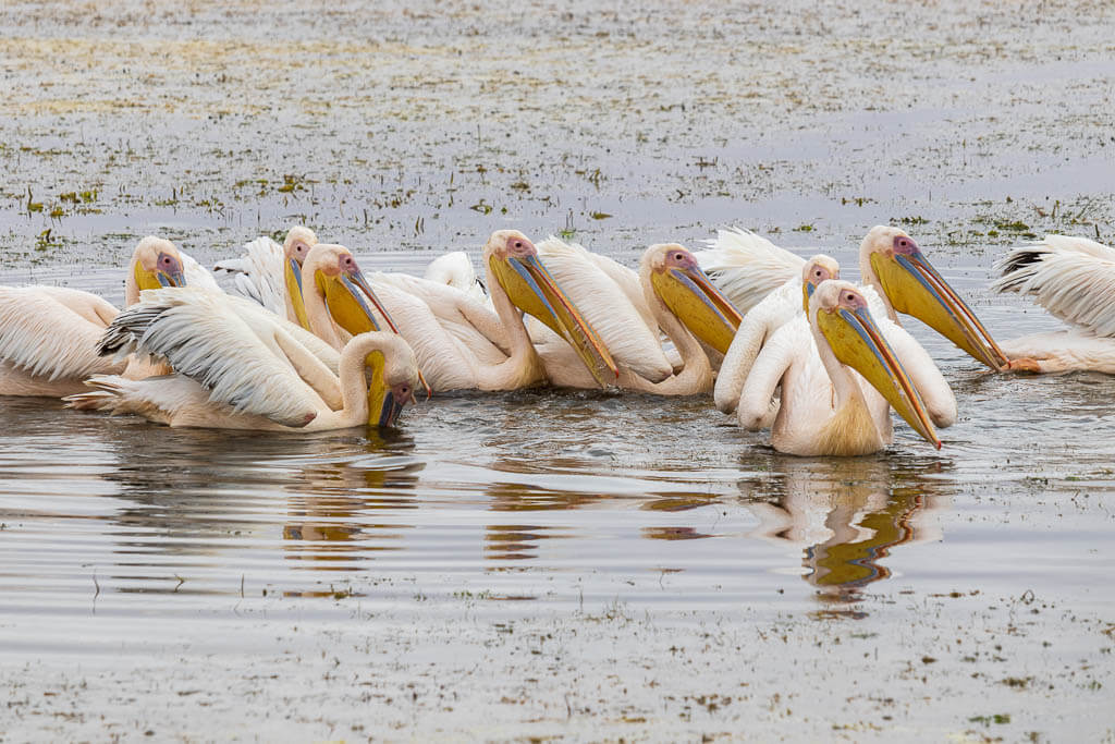Gruppe Pelikane bei der Jagd Eine Gruppe von Pelikanen jagt auf dem Lake Amboseli.