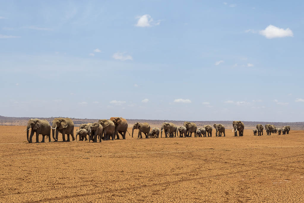 Auf Safari in Amboseli treffen wir auf diese riesige Elefantenherde Eine Elefantenherde mit mehr als 50 Individuen durchquert im Amboseli Nationalpark einen ausgetrockneten See.