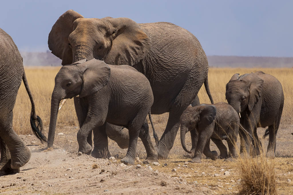 Amboseli ist bekannt für die vielen Elefanten Eine Elefantenherde mit Kälbern trabt durch die trockene Ebene im Amboseli Nationalpark.