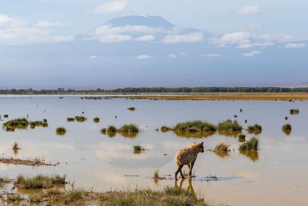 Hyäne in der Szenerie des Amboselis Eine Hyäne am Lake Amboseli, im Hintergrund ist der Kilimandscharo zu sehen.
