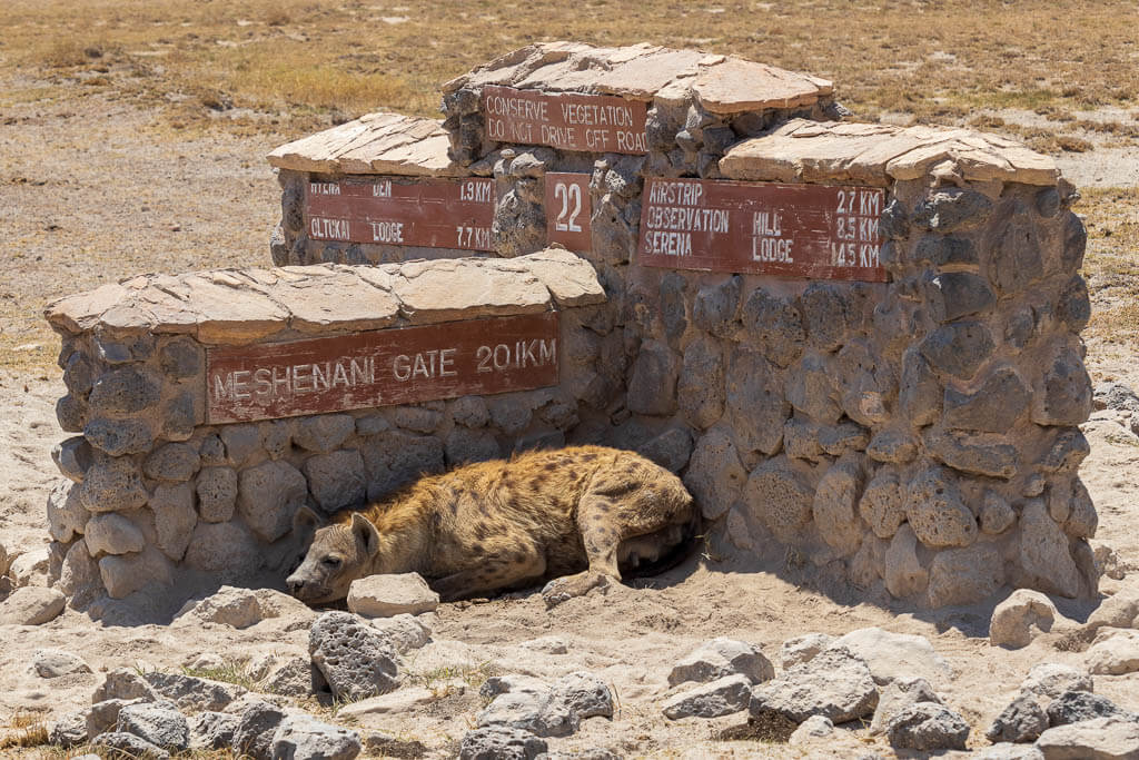 Wenigstens etwas Schatten für diese Hyäne Eine Hyäne liegt im Schatten eines steinernen Wegweisers im Amboseli Nationalpark.