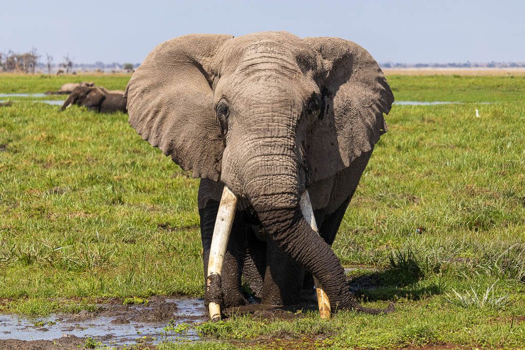 Elefant Michael Michael, einer der Big Tusker aus dem Amboseli Nationalpark.