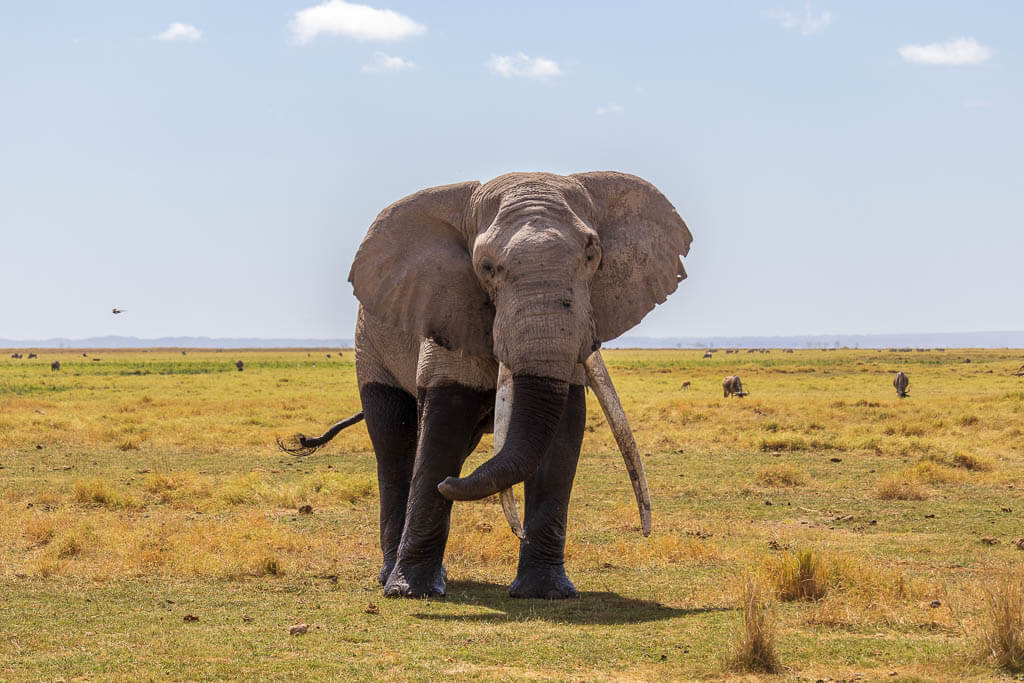Elefant während eines Scheinangriffs Amboseli Nationalpark: Michael, ein riesiger Elefantenbulle, steht im Angriffsmodus vor der Kamera.