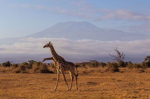 Giraffen im Amboseli Nationalpark. Im Hintergrund thront der Kilimandscharo.