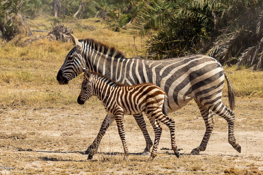 Zebras sichten wir auf Safari im Amboseli häufig Eine Zebramutter ist mit ihrem Jungen unterwegs.