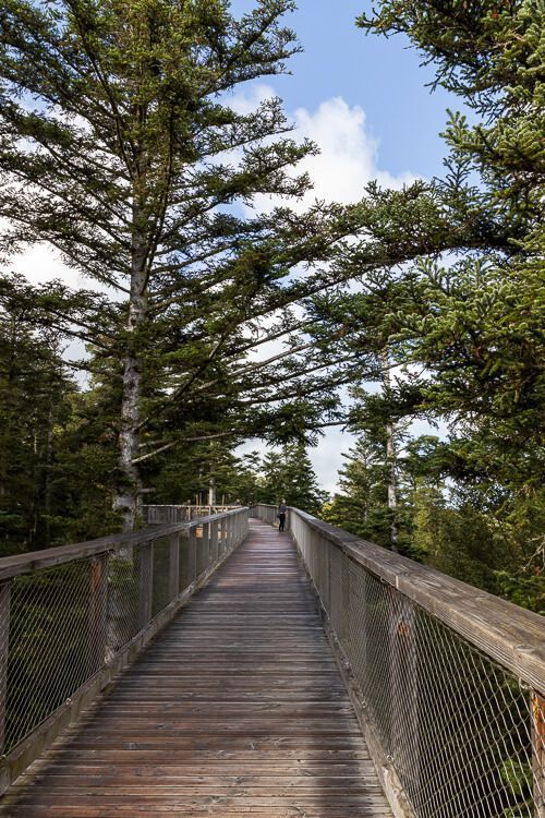 Baumwipfelpfad, der in dieser Höhe von den Ästen der Bäume überspannt wird.